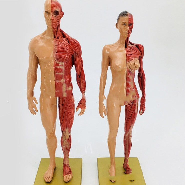 Musculoskeletal Anatomy Human Model Sculpture