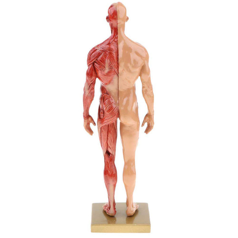 Musculoskeletal Anatomy Human Model Sculpture