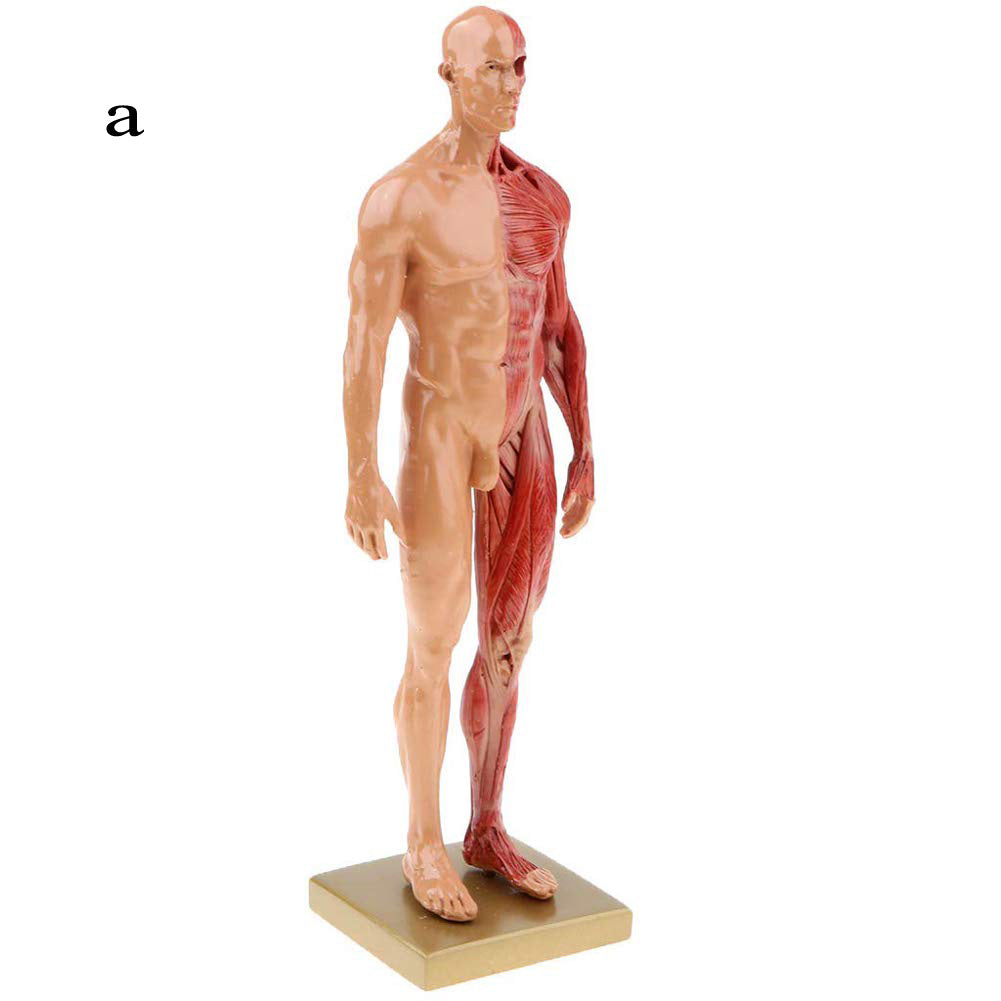 Musculoskeletal Anatomy Human Model Sculpture