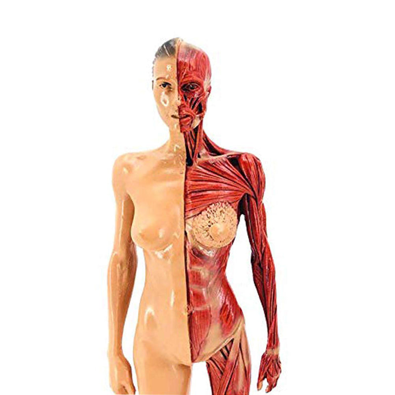 Musculoskeletal Anatomy Human Model Sculpture