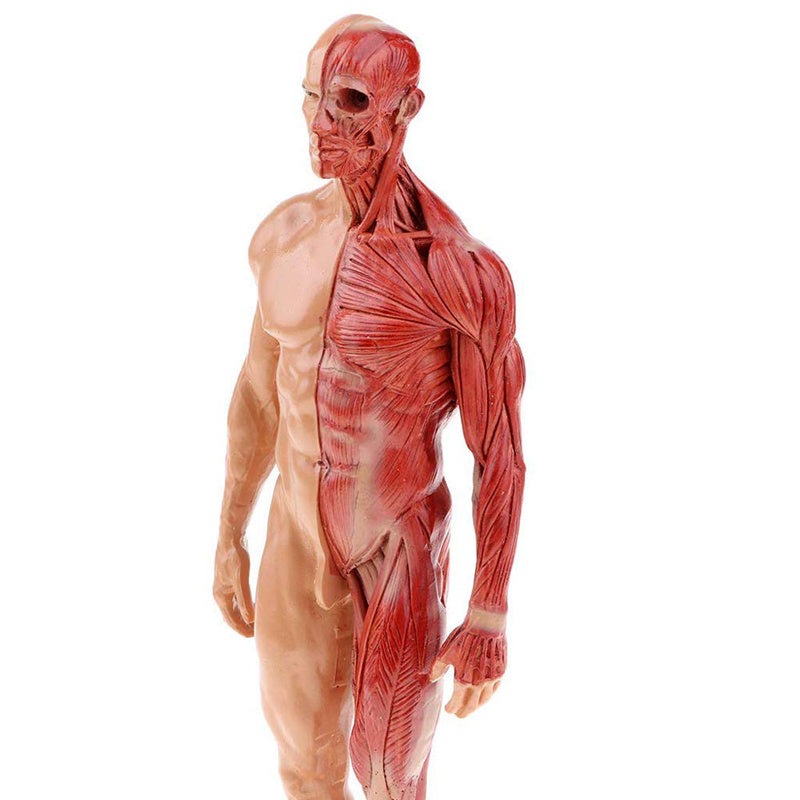 Musculoskeletal Anatomy Human Model Sculpture