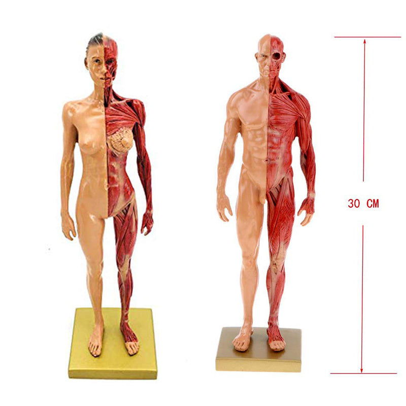 Musculoskeletal Anatomy Human Model Sculpture