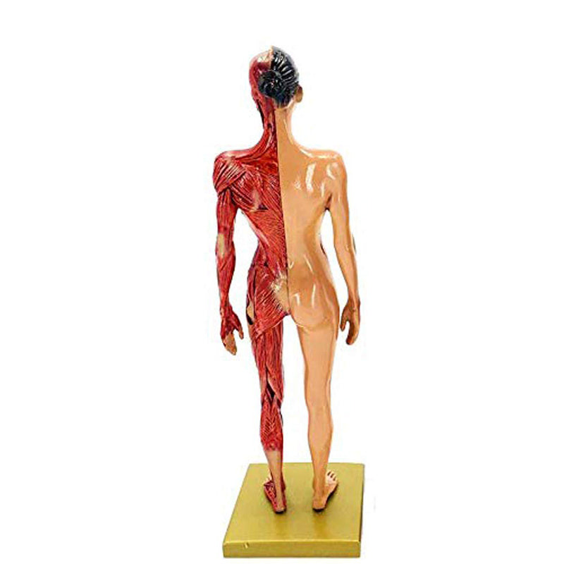 Musculoskeletal Anatomy Human Model Sculpture