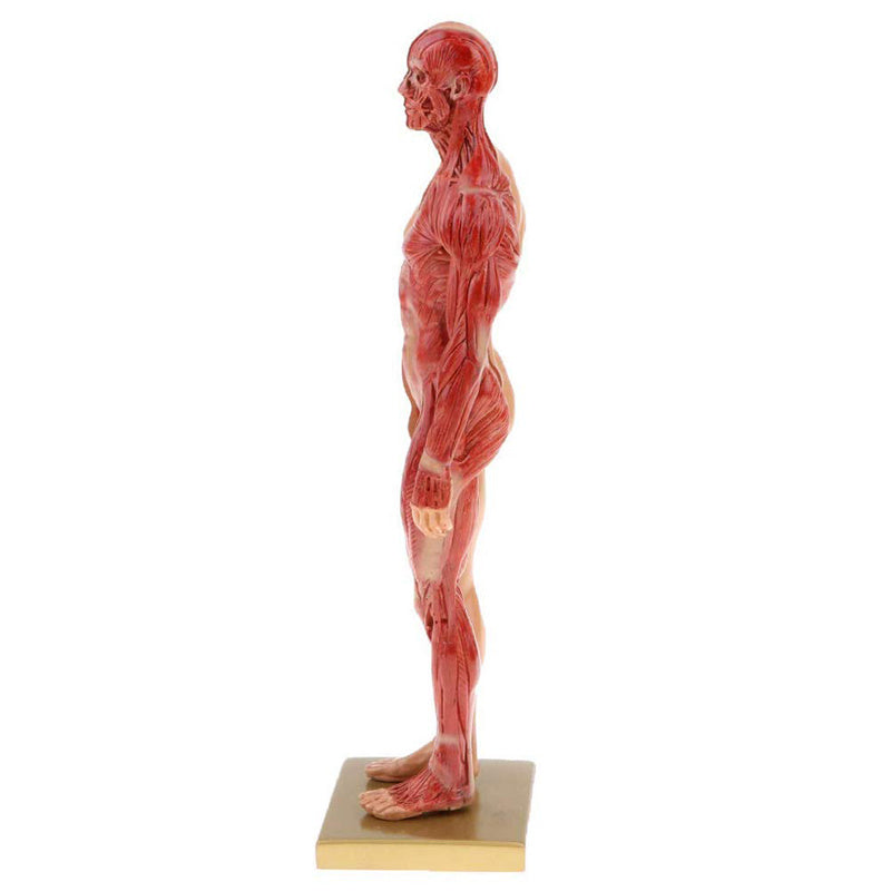 Musculoskeletal Anatomy Human Model Sculpture