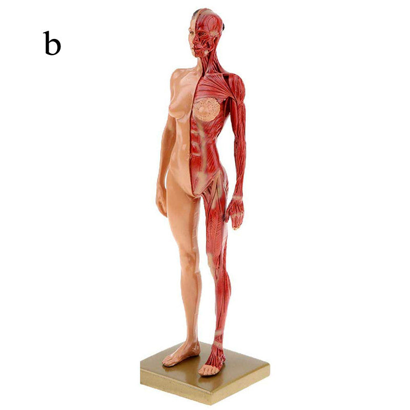 Musculoskeletal Anatomy Human Model Sculpture
